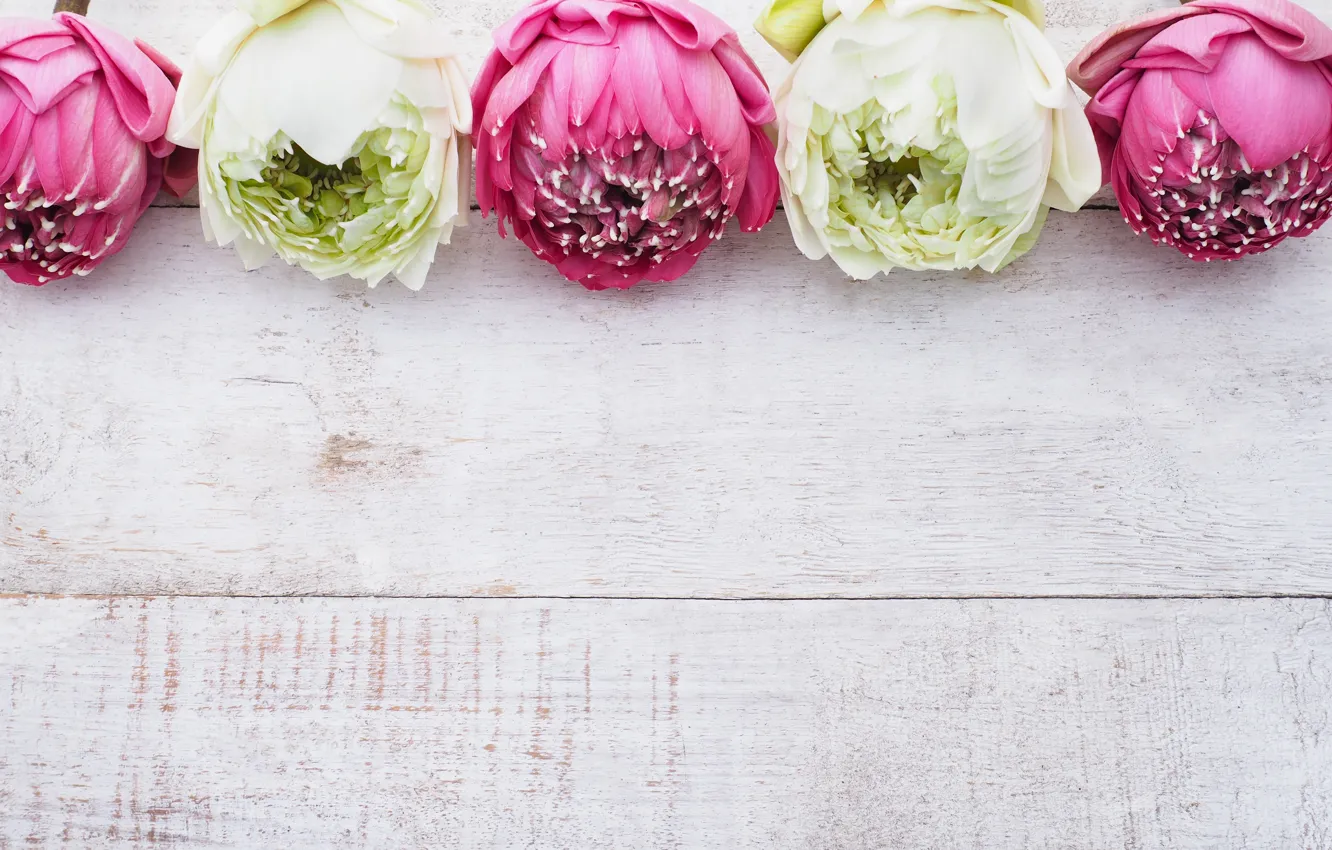 Photo wallpaper white, flowers, Lotus, Lotus, pink, white, buds, wood