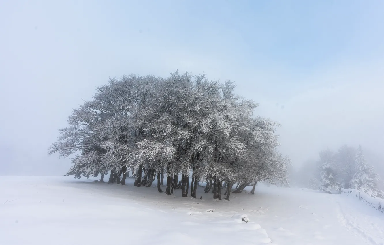 Photo wallpaper winter, snow, fog, tree