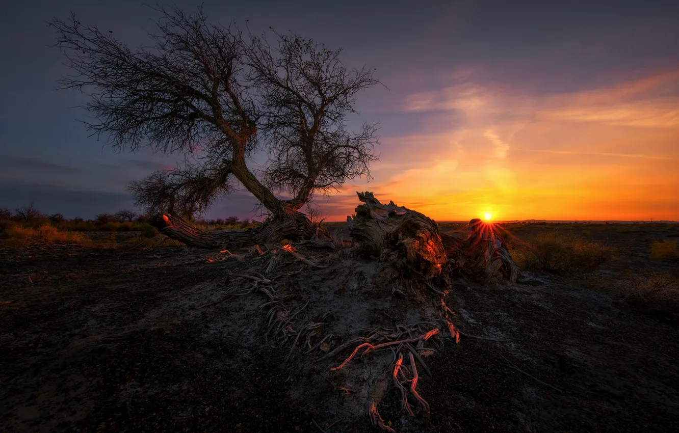 Photo wallpaper field, trees, sunset, snag