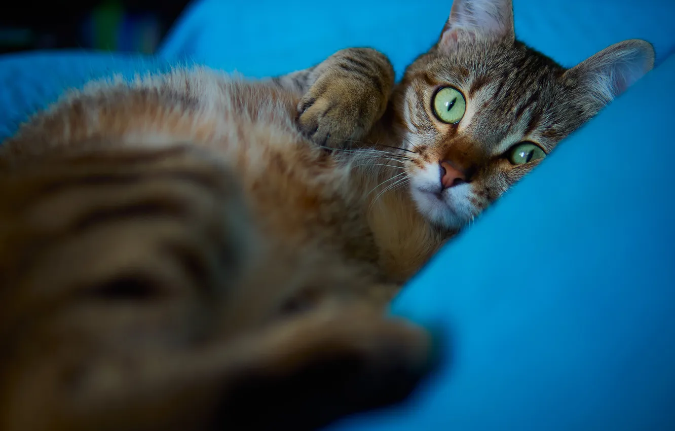 Photo wallpaper cat, cat, look, pose, face