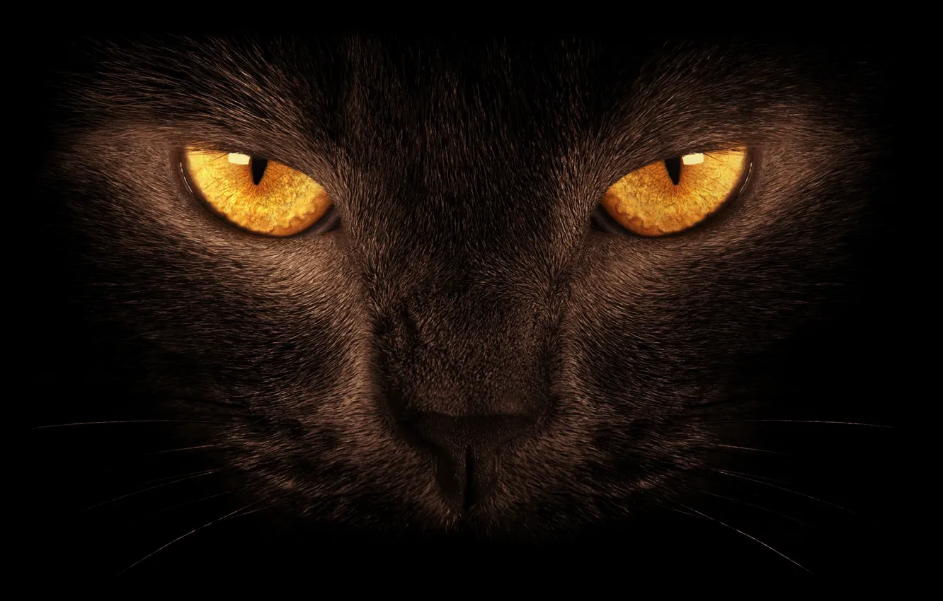 Photo wallpaper eyes, cat, black, the dark background