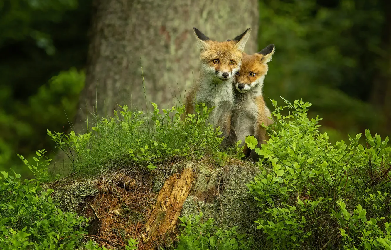 Photo wallpaper forest, foliage, Fox, a couple, the bushes, Fox