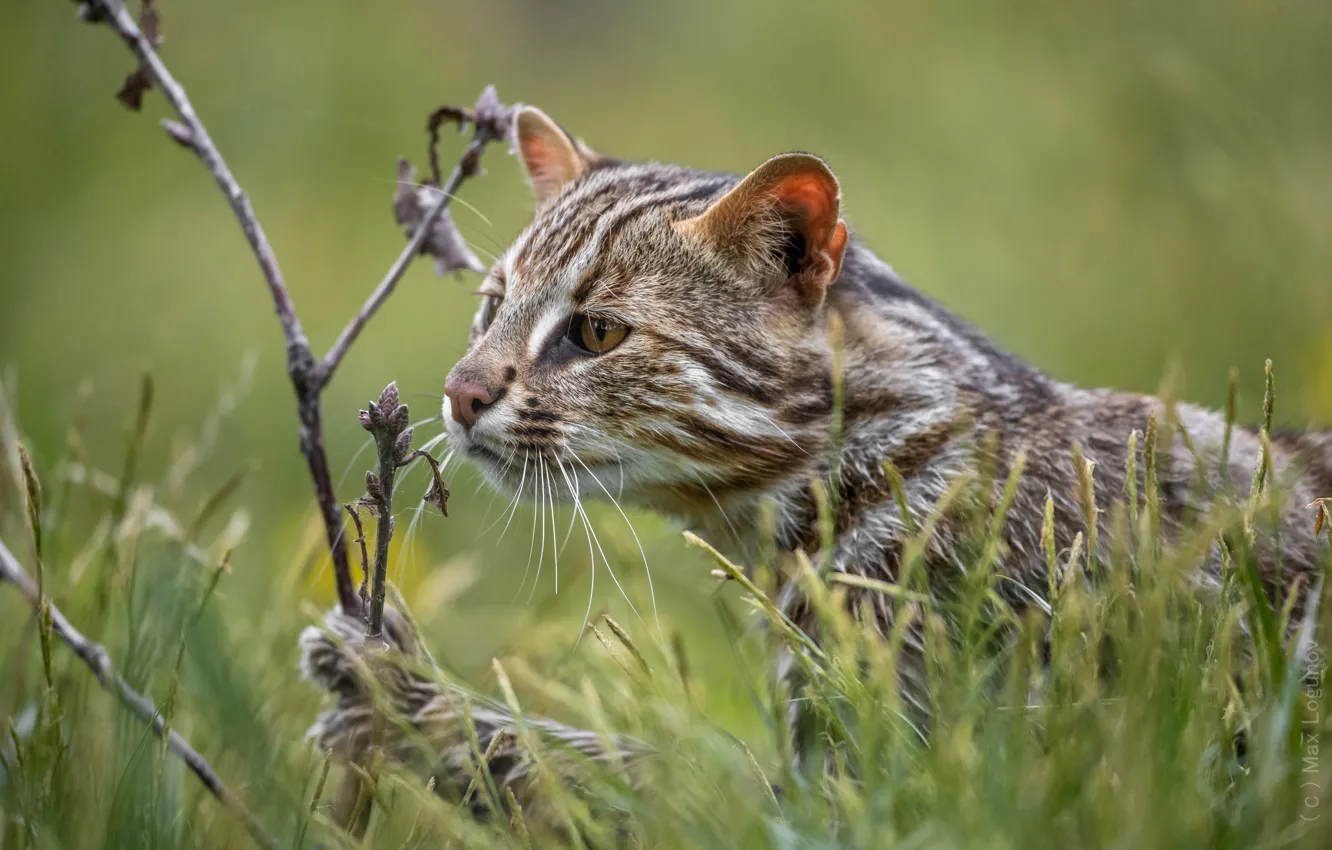 Photo wallpaper grass, branch, face, wild cat, Wildcat, Forest cat, Maxim Logunov