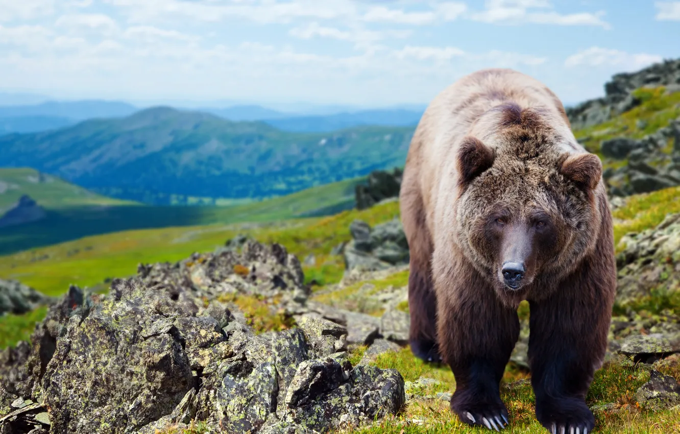 Photo wallpaper look, mountains, nature, stones, bear