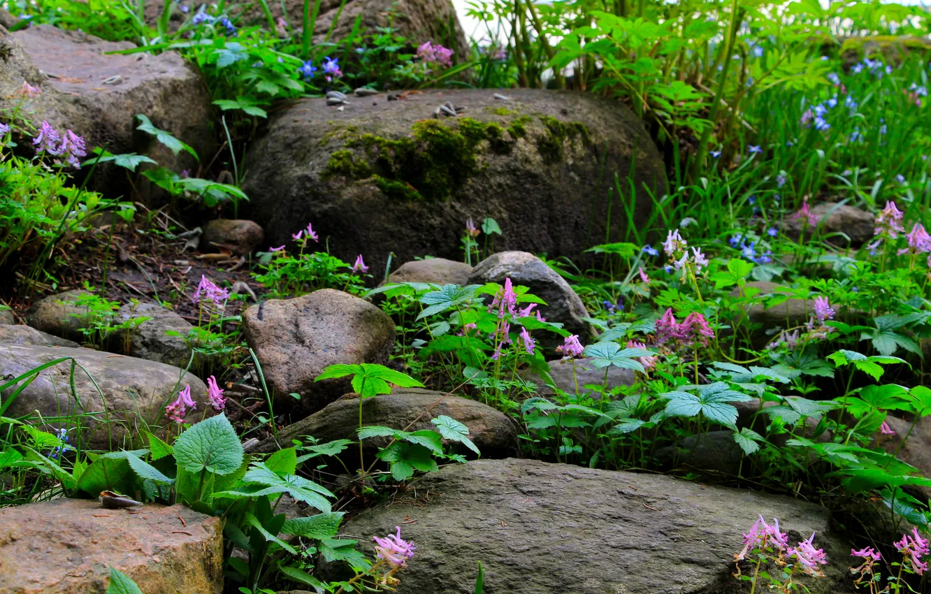 Photo wallpaper flower, stones, plant