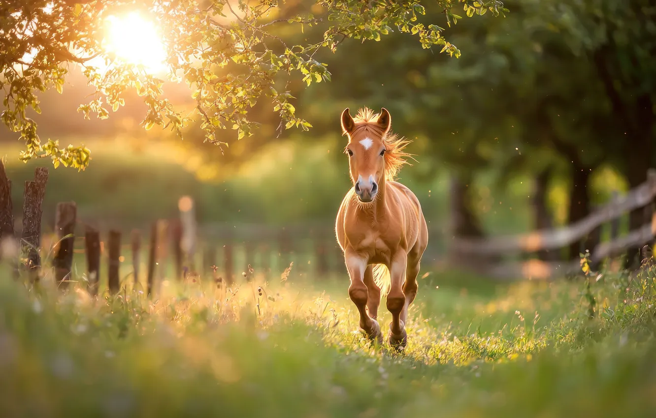 Photo wallpaper greens, grass, look, the sun, rays, trees, branches, nature