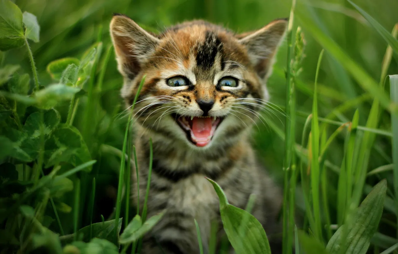 Photo wallpaper grass, cat, nature, kitty