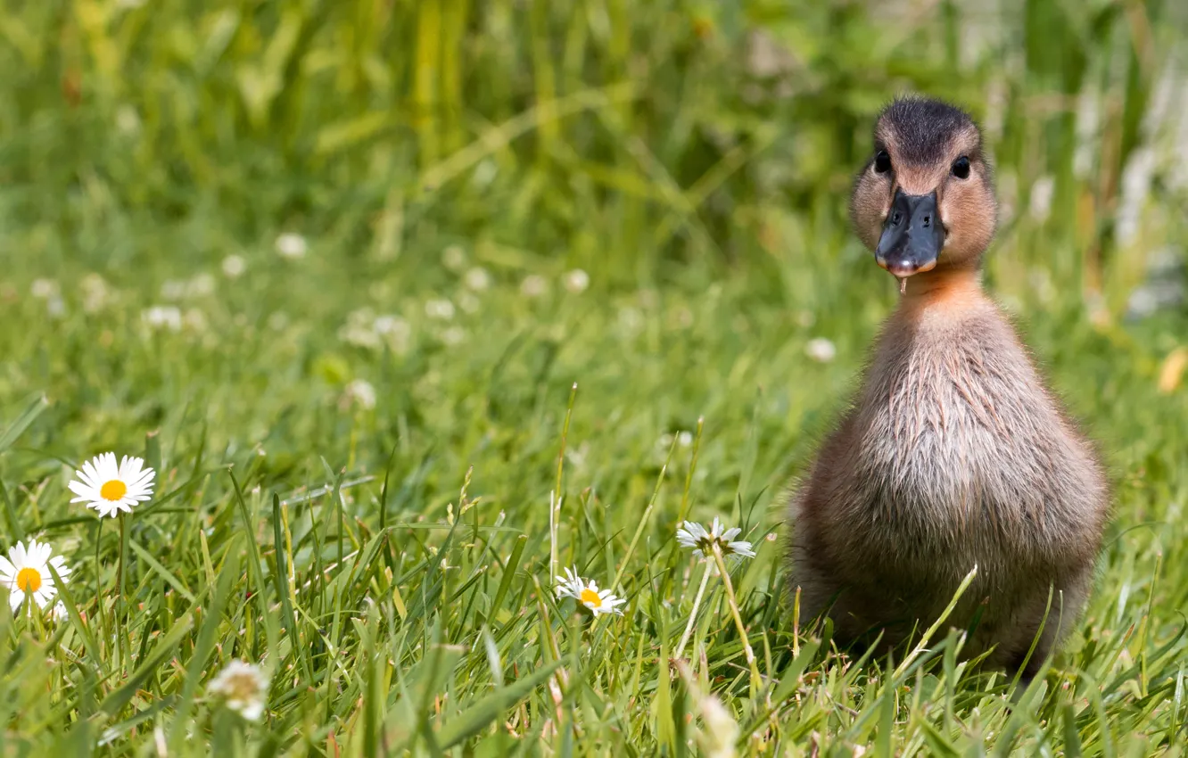 Photo wallpaper greens, summer, grass, heat, grey, bird, duck, chamomile