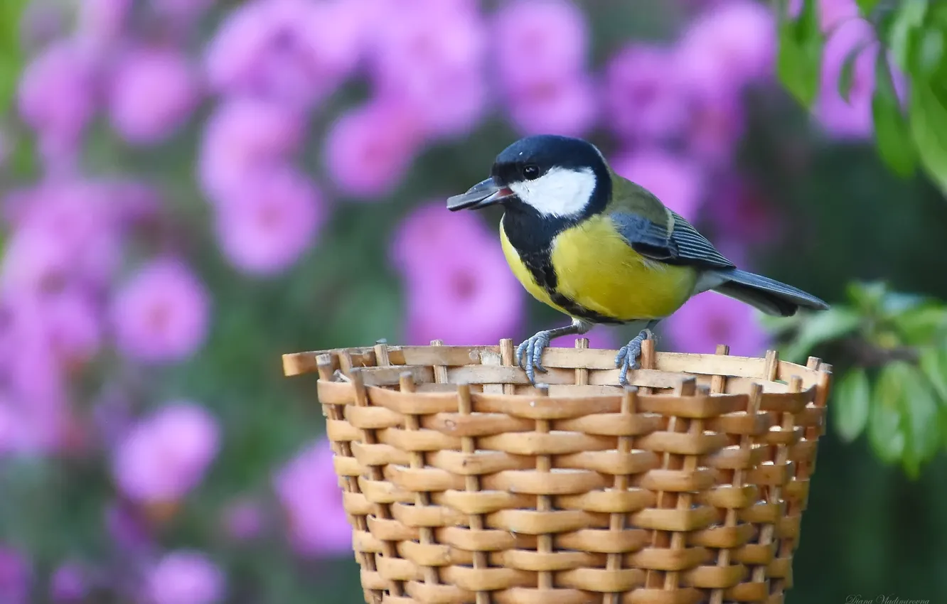 Photo wallpaper autumn, nature, bird, tit