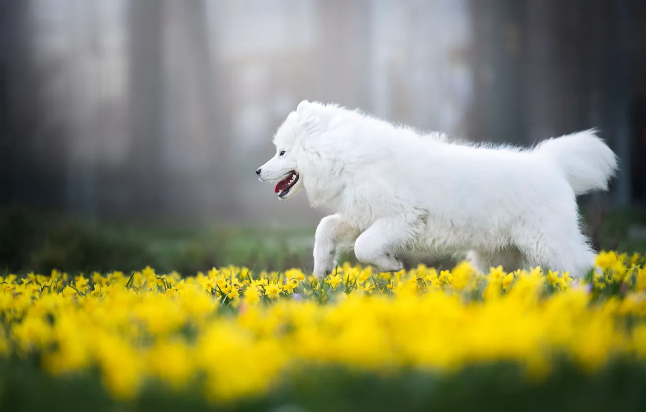 Photo wallpaper language, white, trees, joy, flowers, yellow, fog, Park