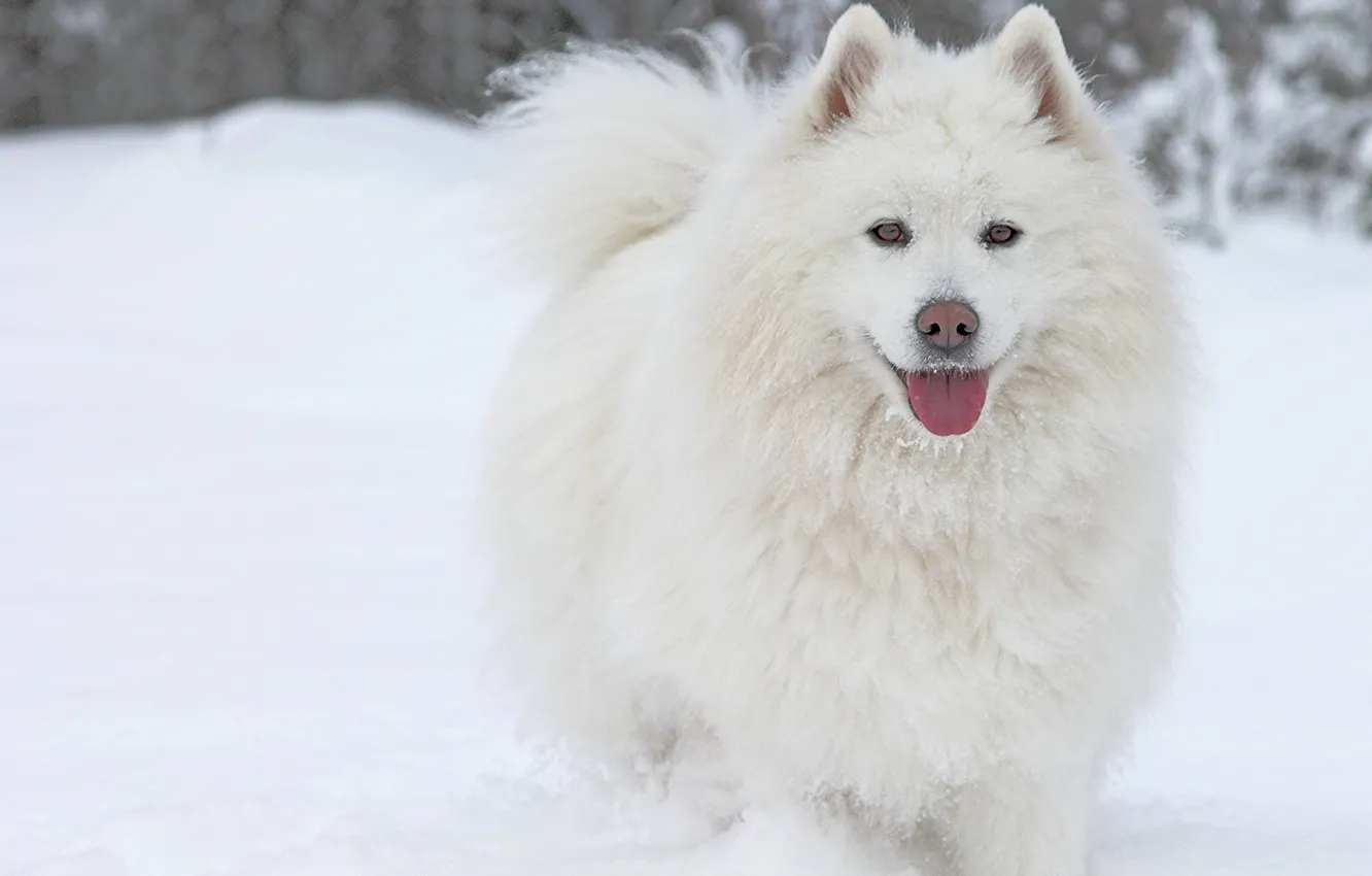 Photo wallpaper winter, language, snow, dog, Samoyed
