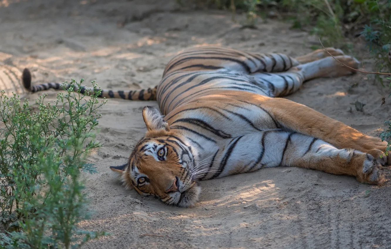 Photo wallpaper road, tiger, pose, lies, shrub, collapsed