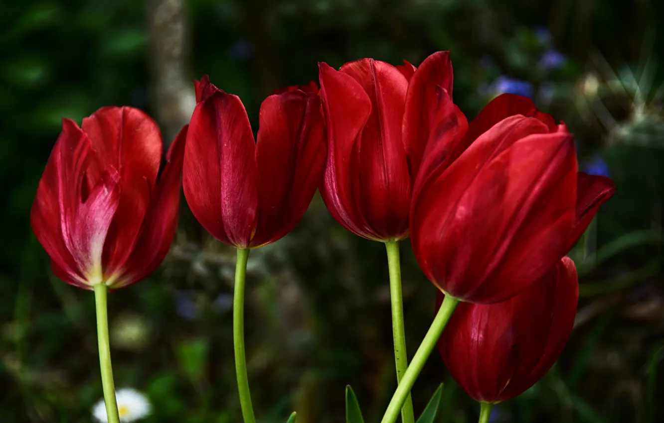 Photo wallpaper red, spring, tulips, red, tulips, spring