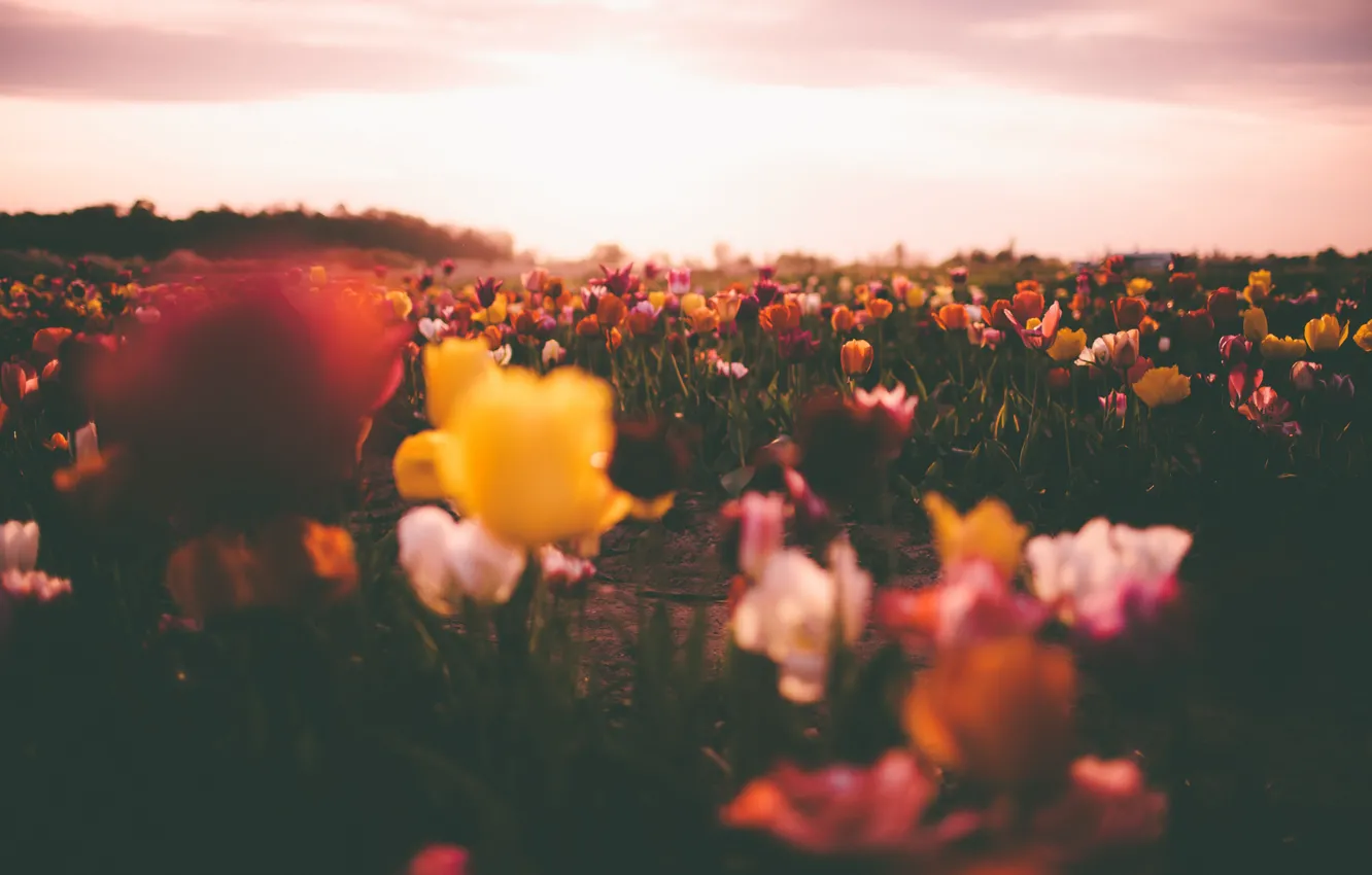 Photo wallpaper field, the sky, the sun, clouds, flowers, tulips, field of tulips, bokeh