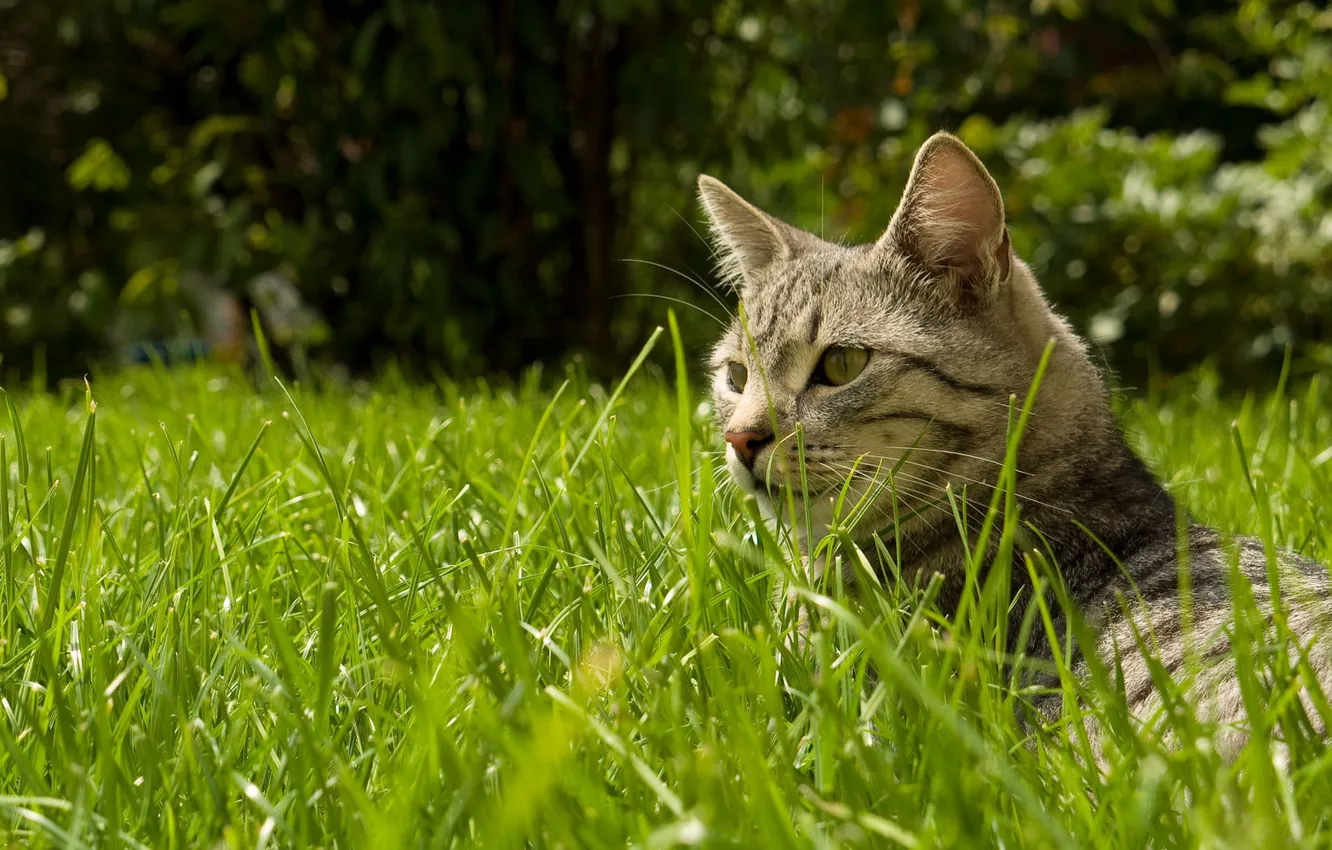 Photo wallpaper cat, grass, lies