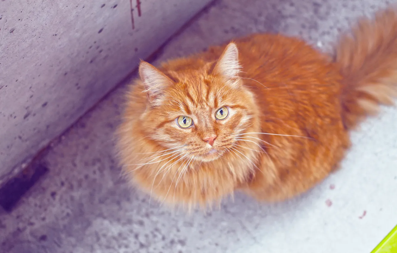 Photo wallpaper cat, look, wool, red