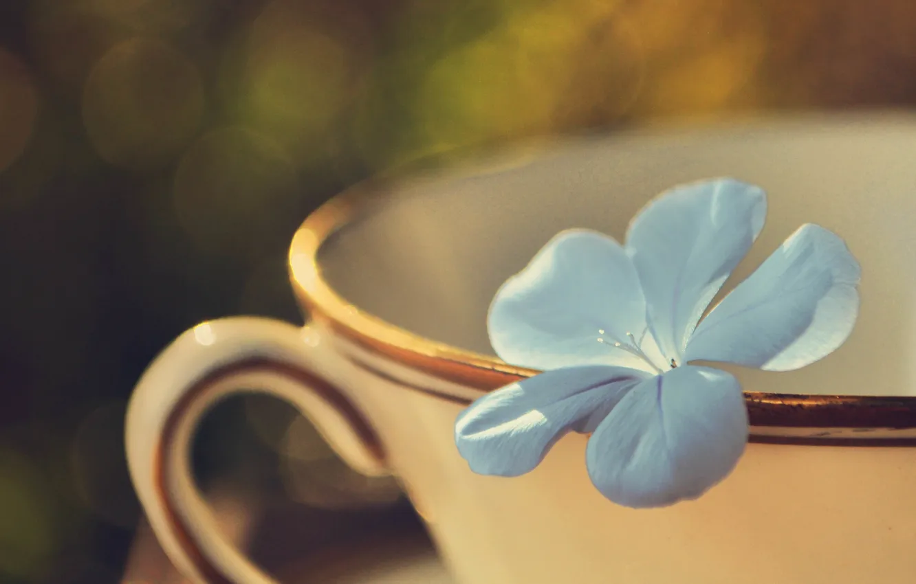 Photo wallpaper flowers, blue, petals, mug, bokeh
