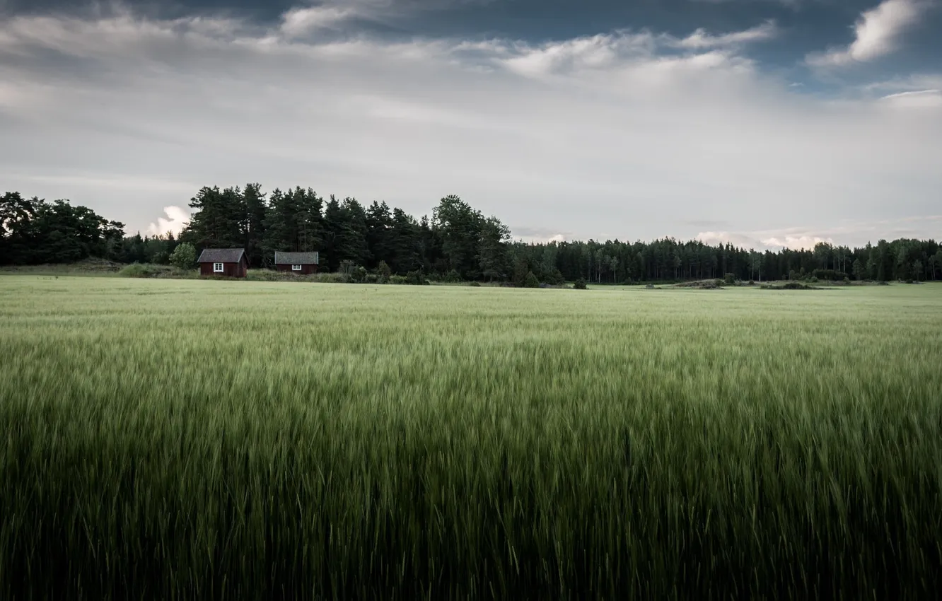 Photo wallpaper field, the sky, home
