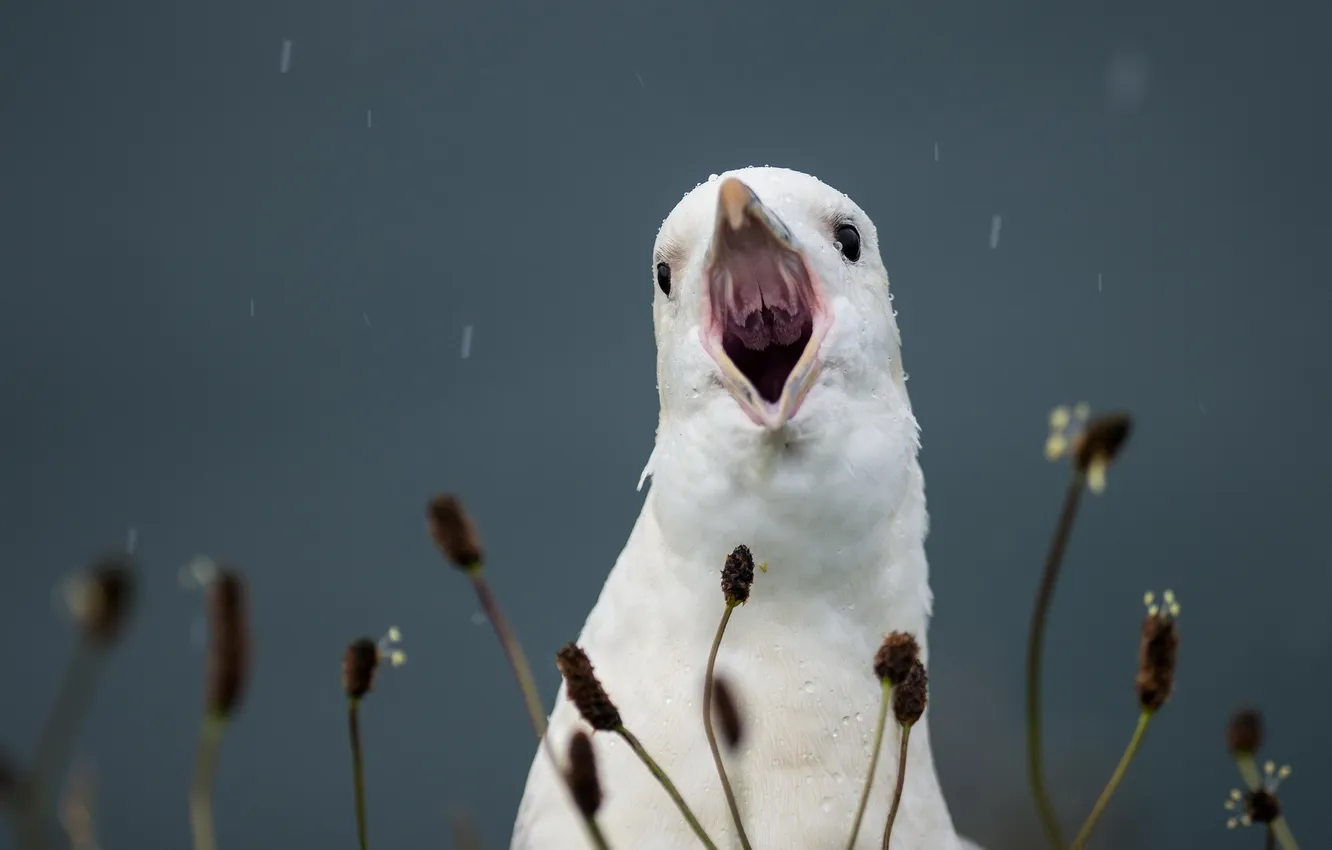 Photo wallpaper background, bird, Creek