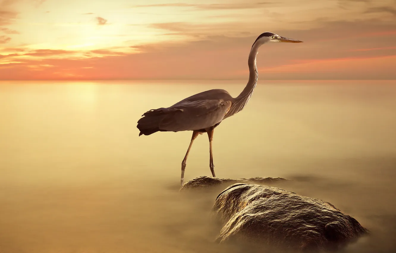 Photo wallpaper landscape, sunset, bird