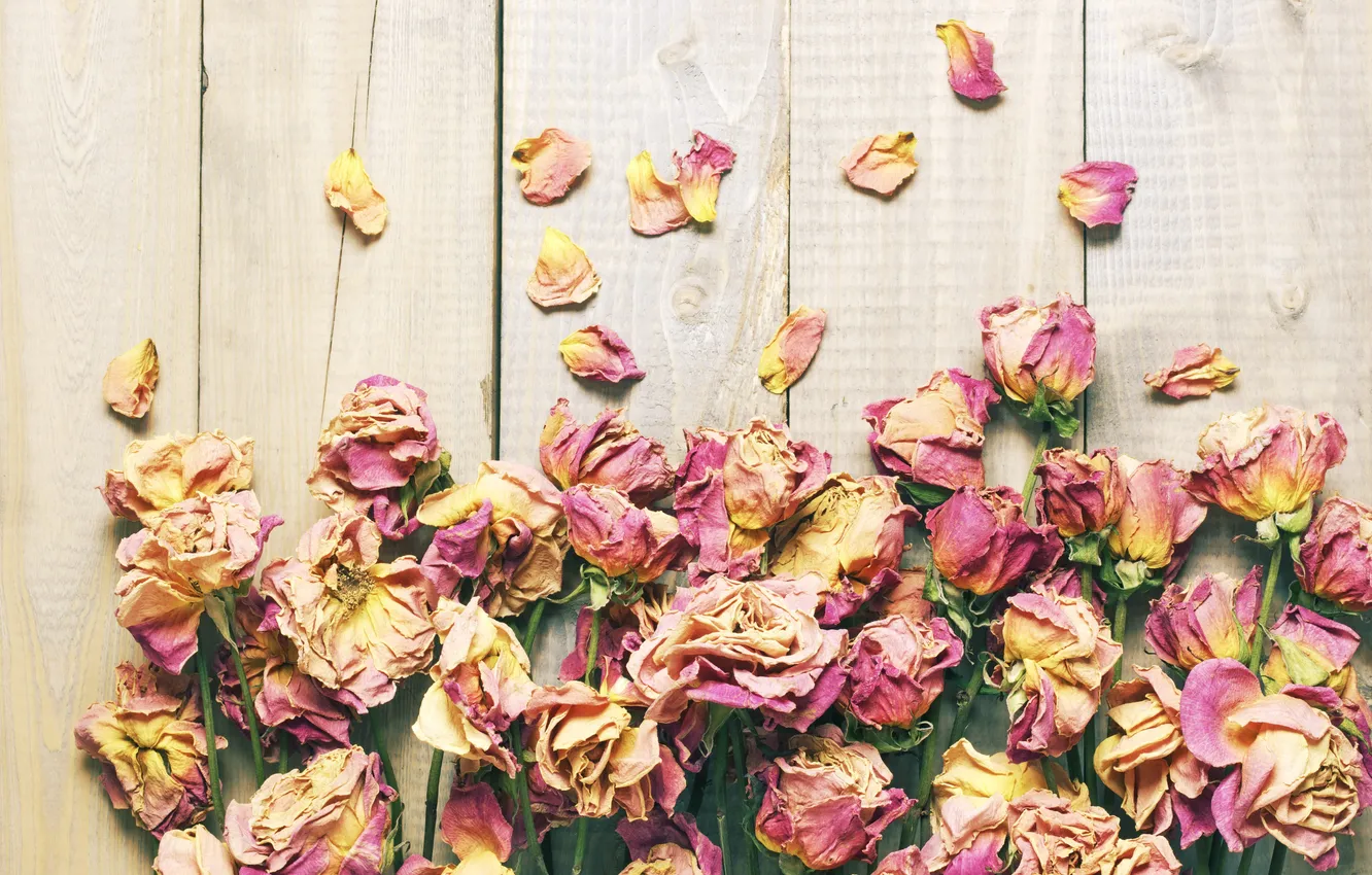 Photo wallpaper roses, petals, wood, flowers, petals, roses