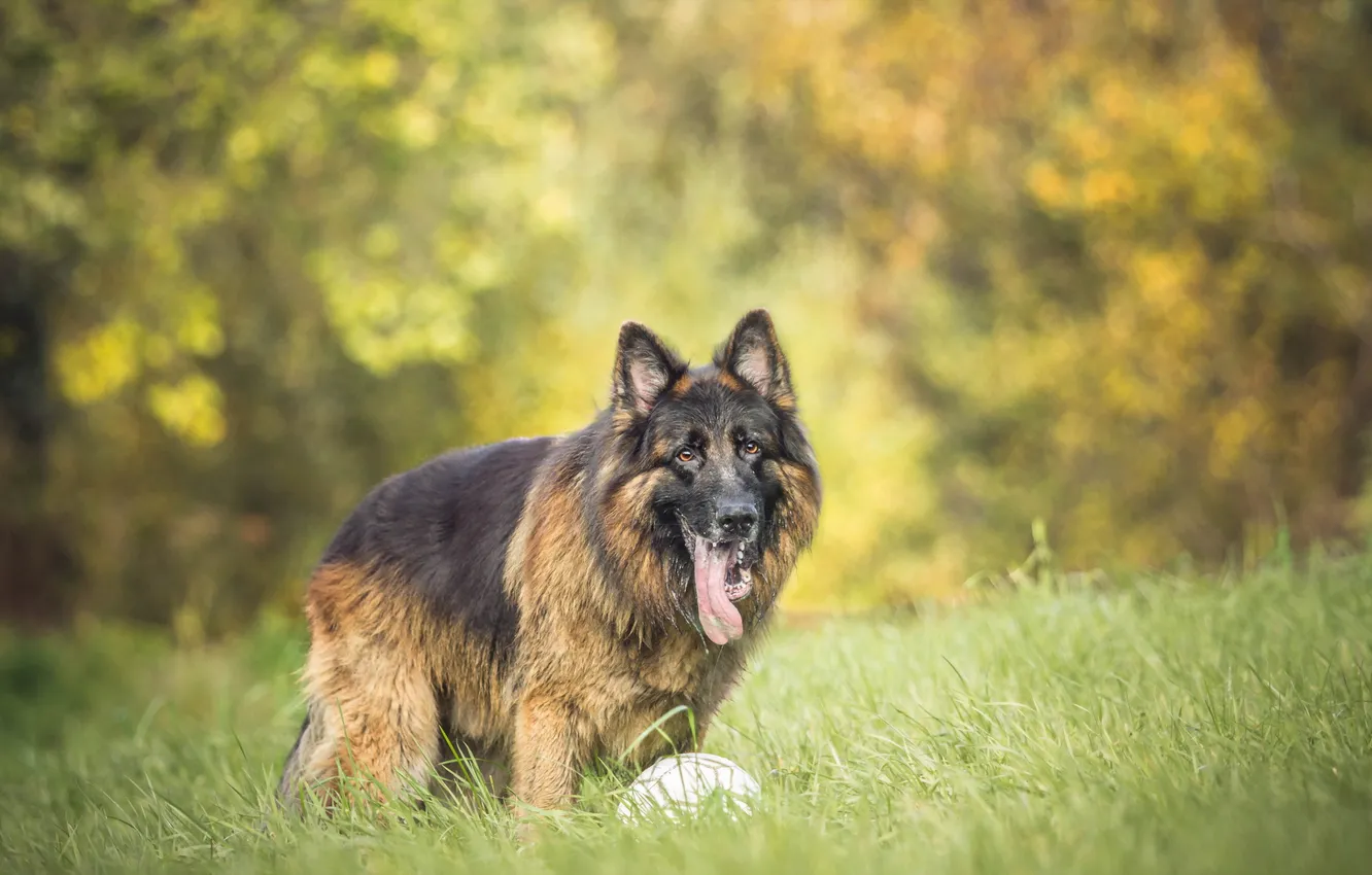 Photo wallpaper look, each, dog