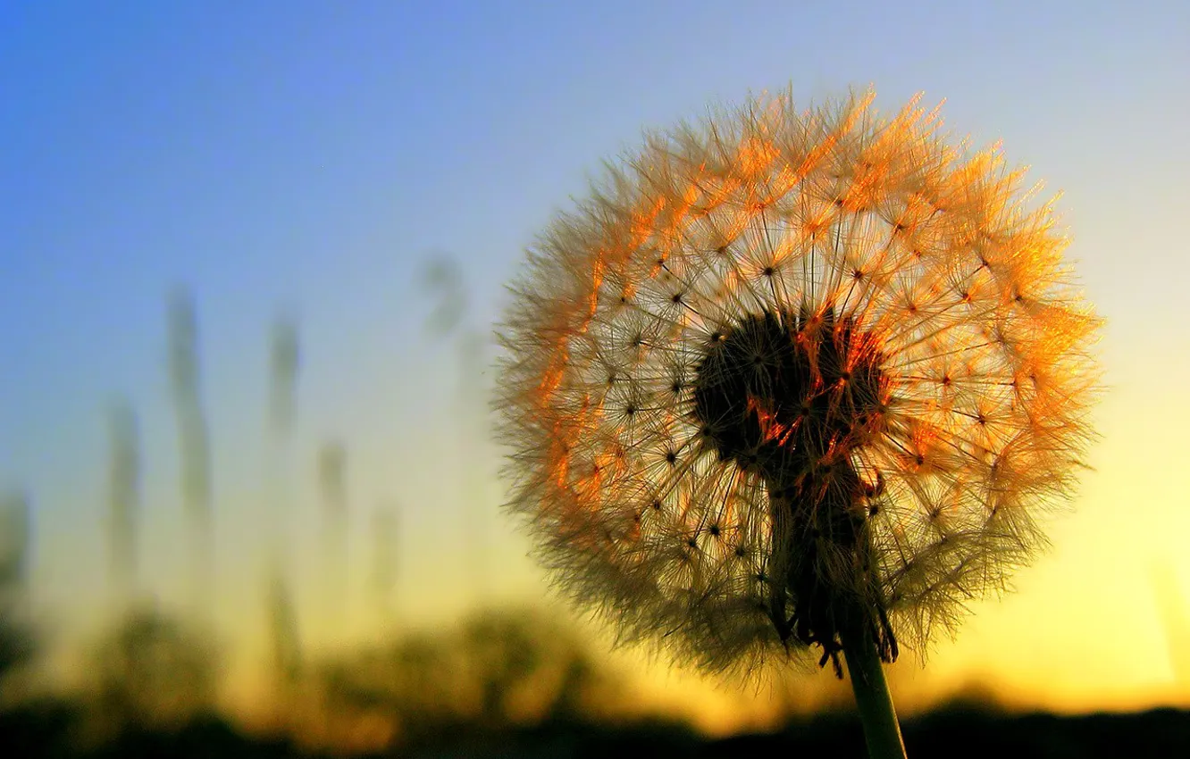 Photo wallpaper Sunset, Flowers, The sun