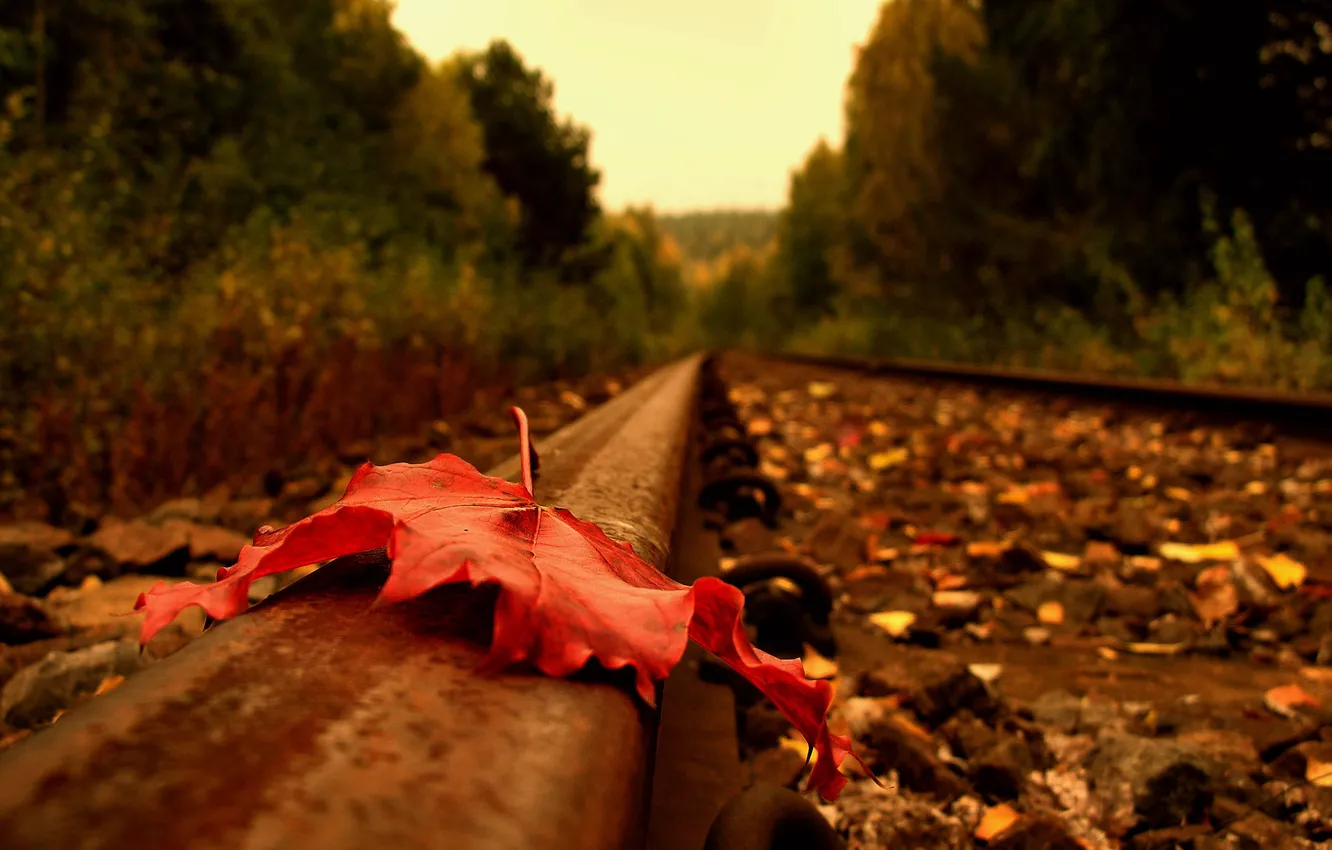 Photo wallpaper road, autumn, leaves, rails