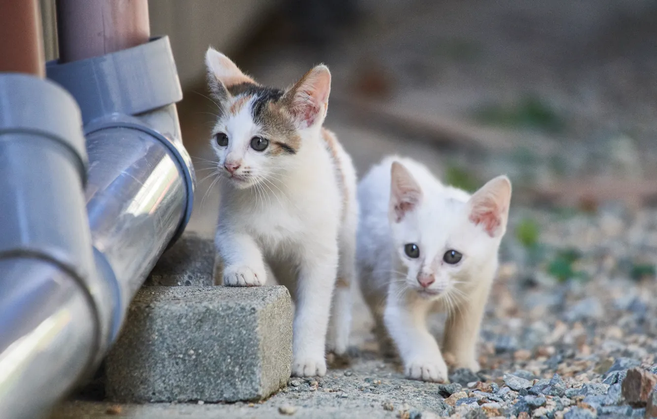 Photo wallpaper baby, kitty, a couple, two kittens