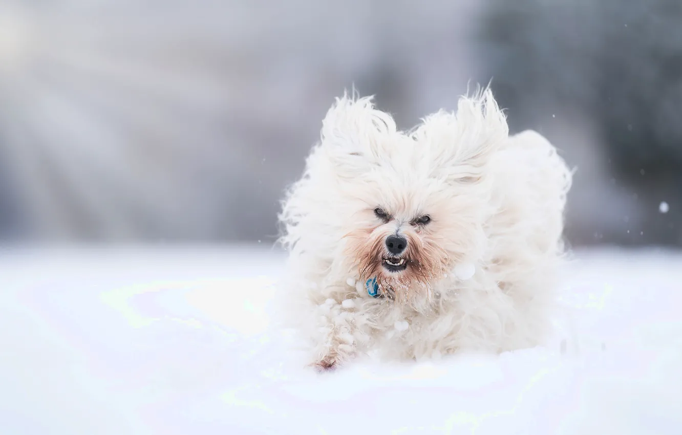 Photo wallpaper snow, dog, walk, bokeh, The Havanese, shaggy