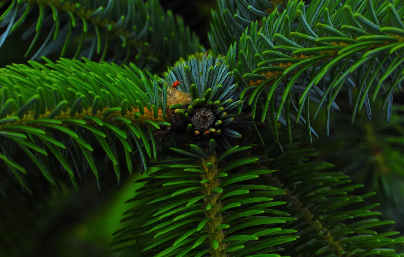 Photo wallpaper greens, needles, bumps