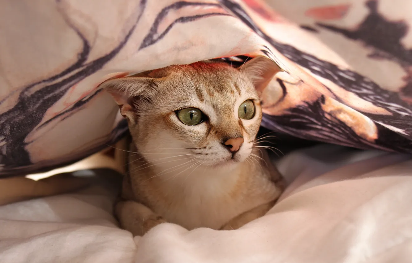 Photo wallpaper cat, cat, look, face, bed, lies, blanket, plaid