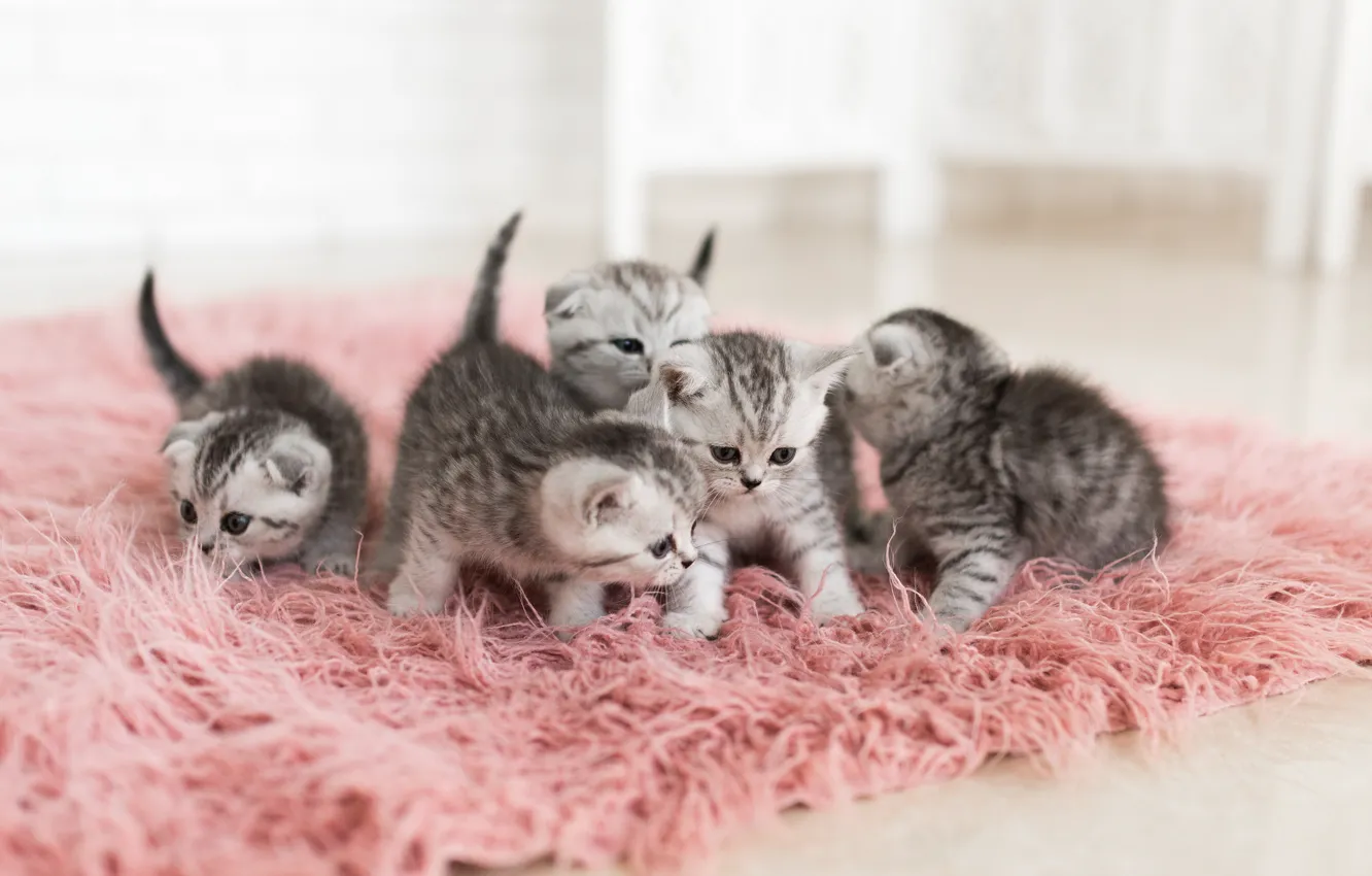 Photo wallpaper kittens, fur, grey, brood