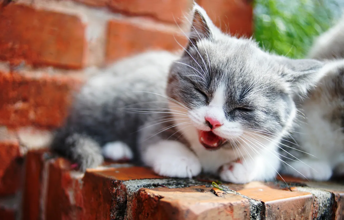Photo wallpaper cat, grey, brick, baby, lies, kitty, face, the expression