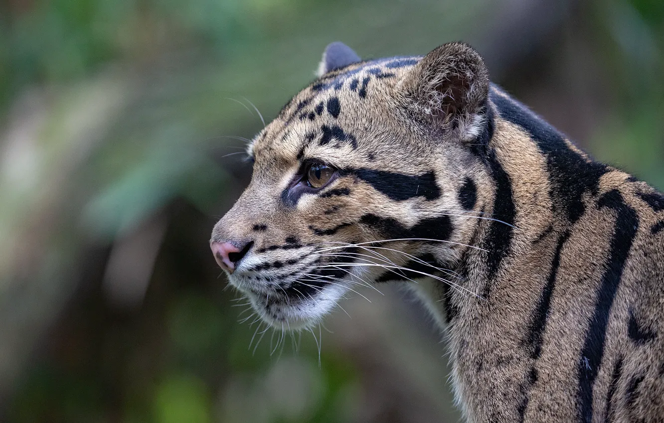 Photo wallpaper look, face, portrait, leopard, profile, clouded leopard