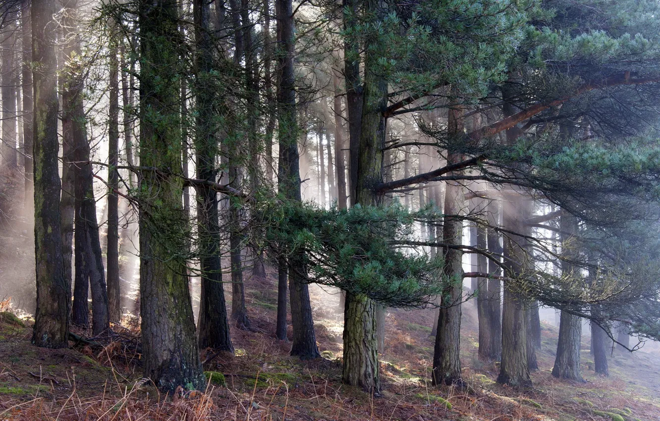 Photo wallpaper forest, nature, morning