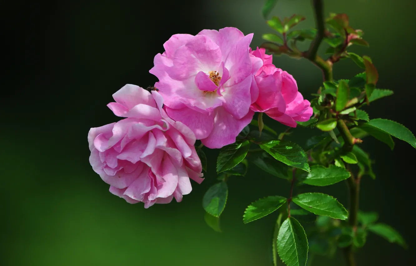Photo wallpaper leaves, flowers, green, background, roses, branch, garden, pink