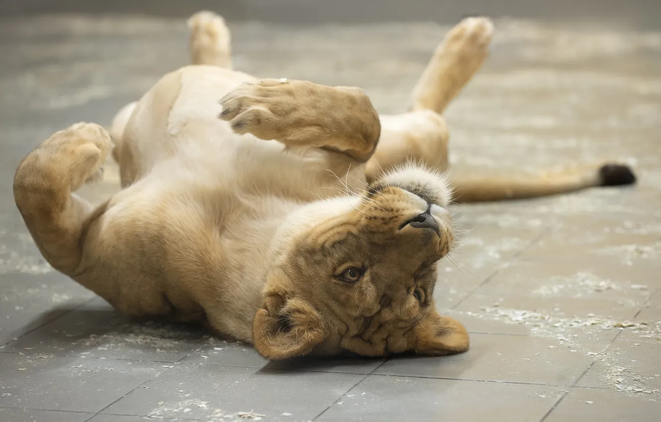 Photo wallpaper Leo, lioness, lion, Svetlana Pisareva