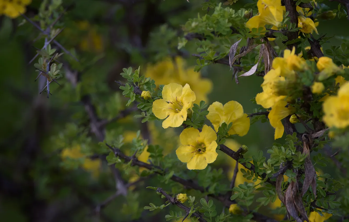 Photo wallpaper flowers, branches, yellow, spring, garden, leaves, flowering, blurred background