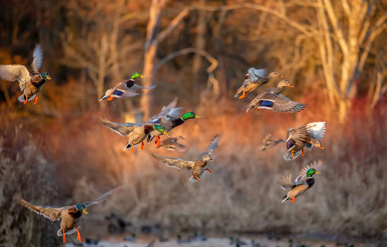 Photo wallpaper birds, duck, flight, landing, bokeh