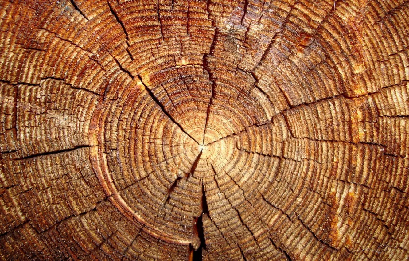 Photo wallpaper wood, pattern, rings, cutting