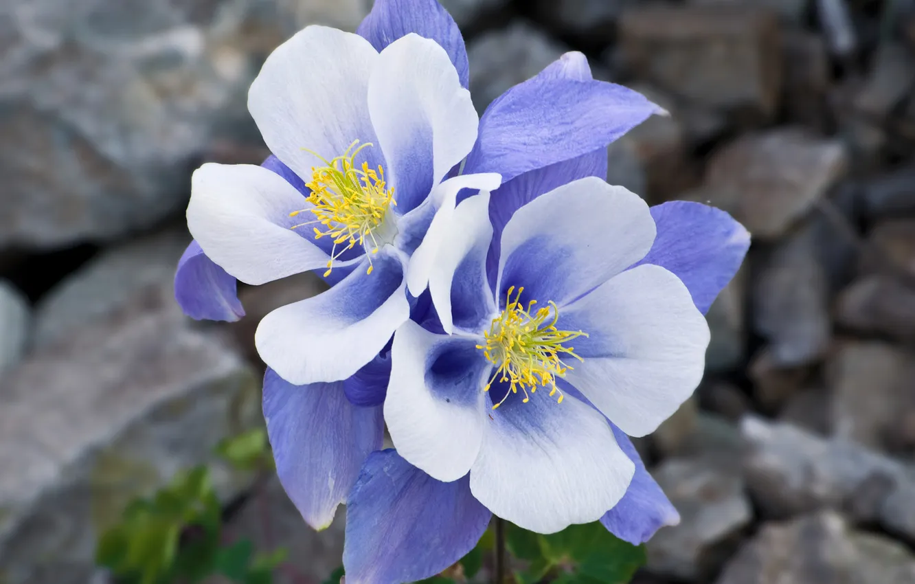 Photo wallpaper macro, flowers, blue, stones, blue, tenderness, Aquilegia, aquilegia