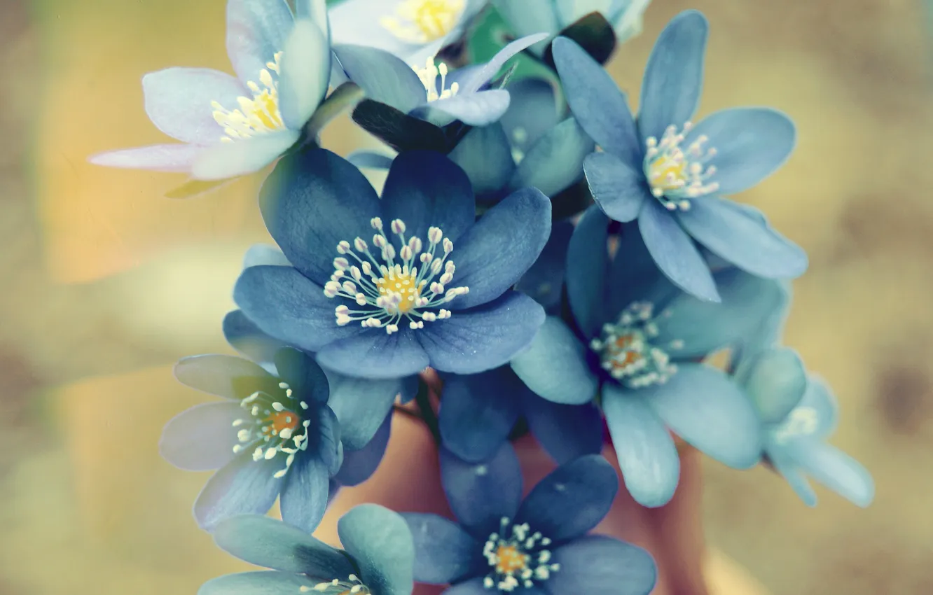 Photo wallpaper flowers, petals, blue