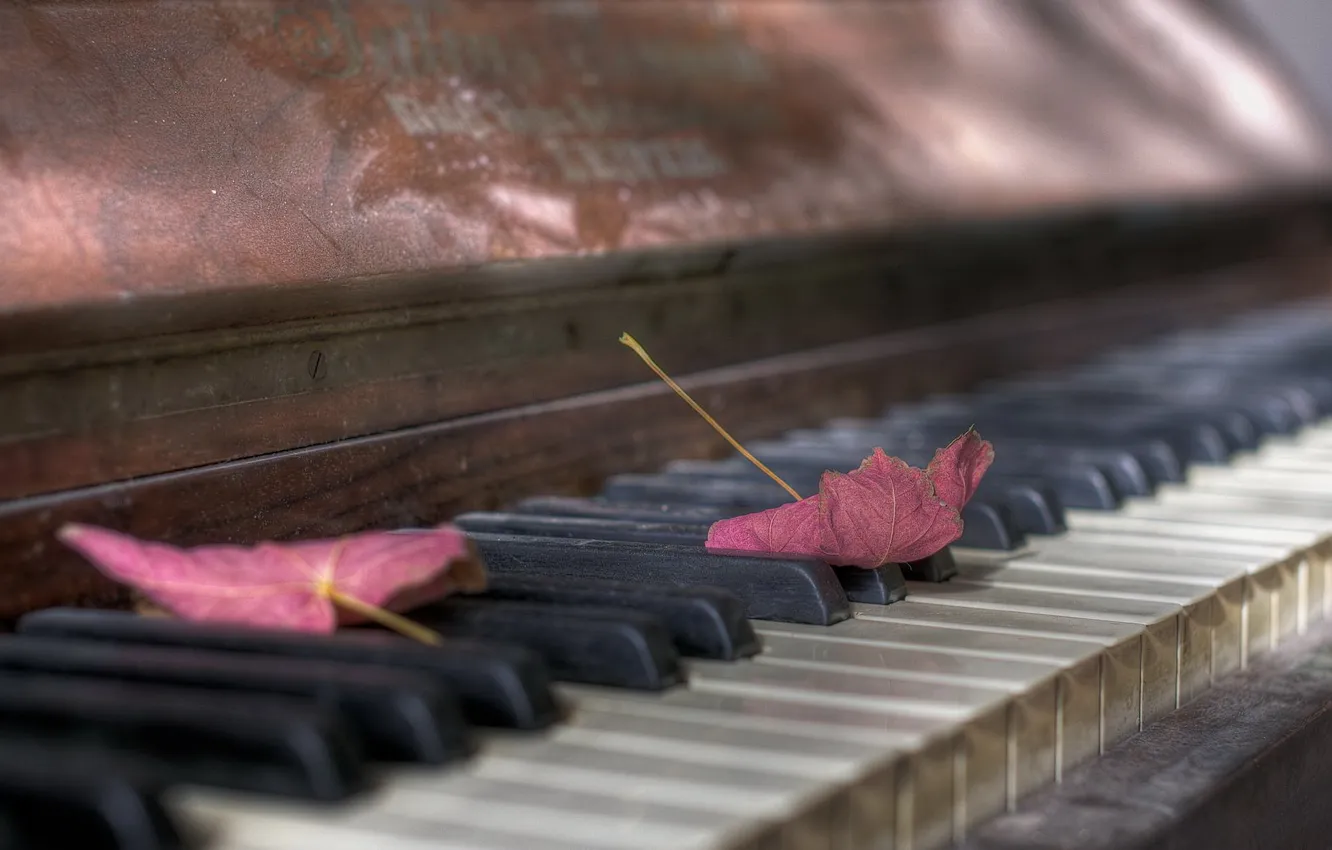 Photo wallpaper leaves, music, piano