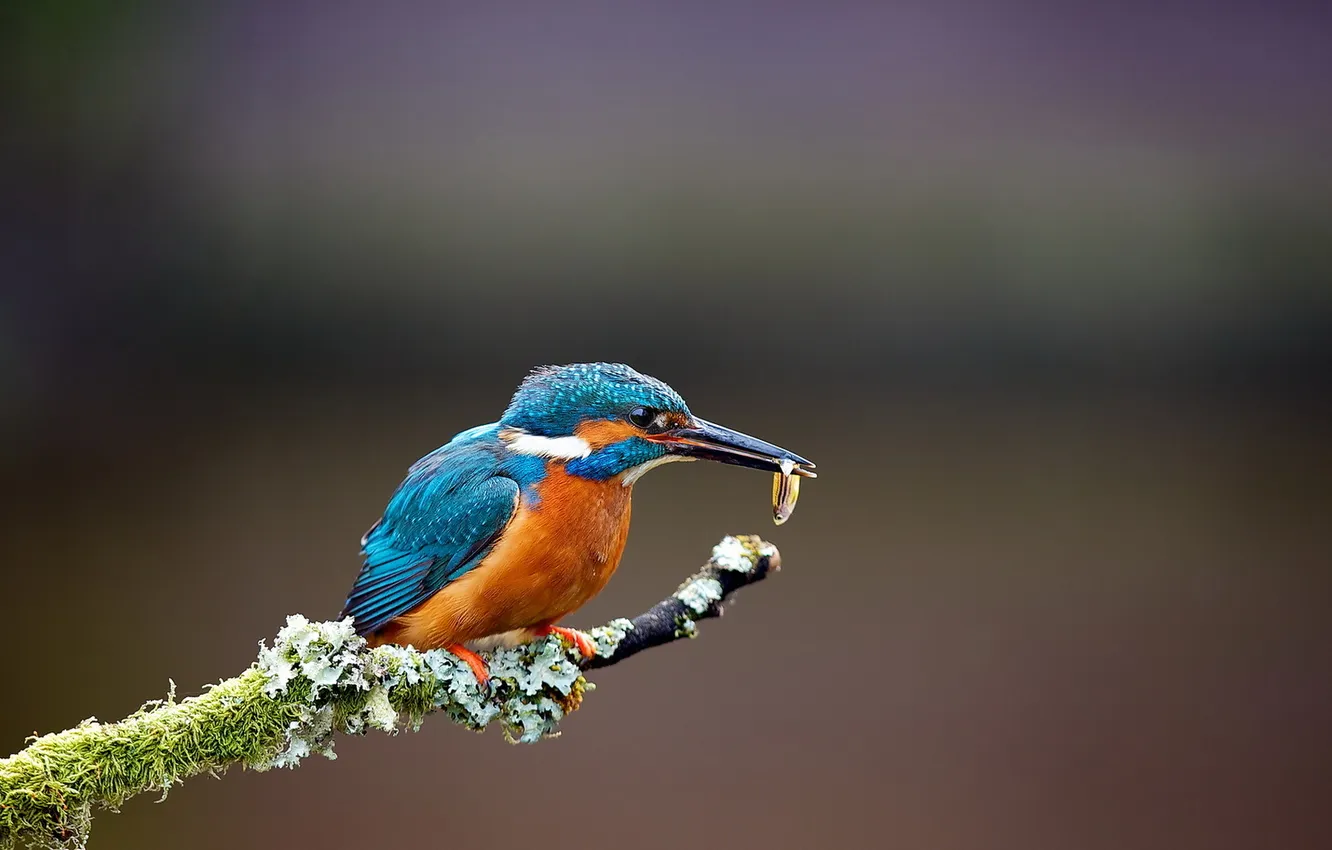 Photo wallpaper background, bird, fish