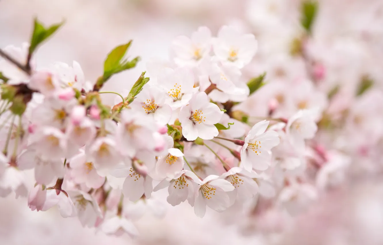 Photo wallpaper flowers, pink, tenderness, branch, spring, petals, blur, Sakura