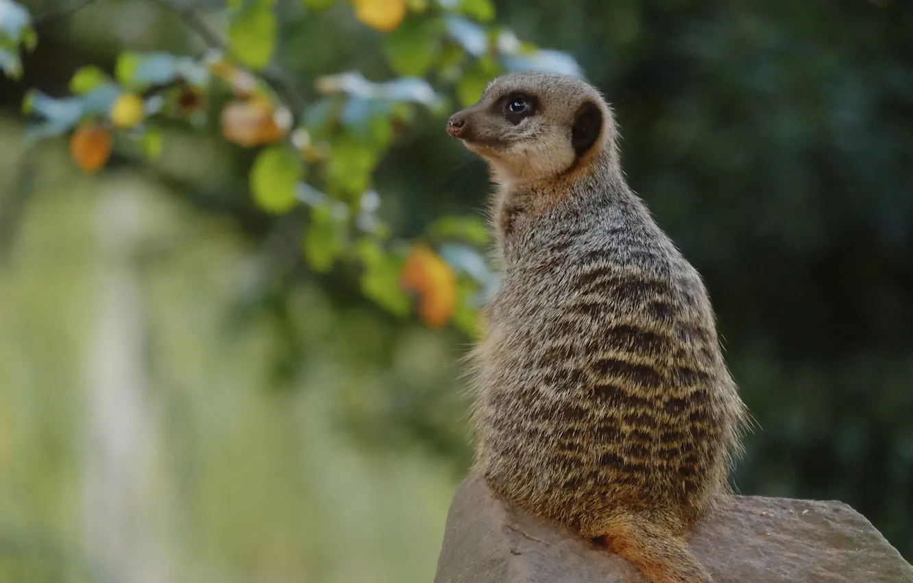 Photo wallpaper stones, meerkats, sitting