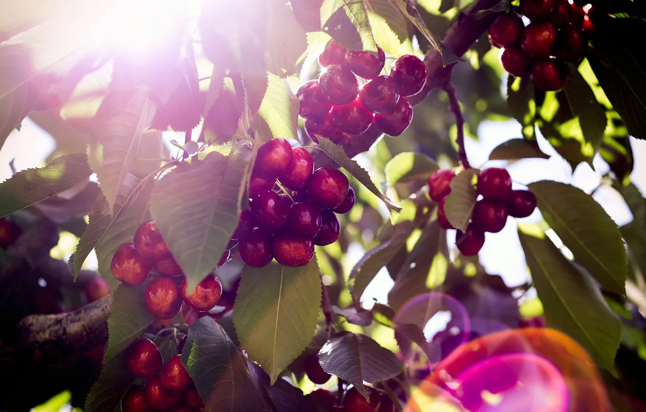 Photo wallpaper leaves, cherry, berries, sprig