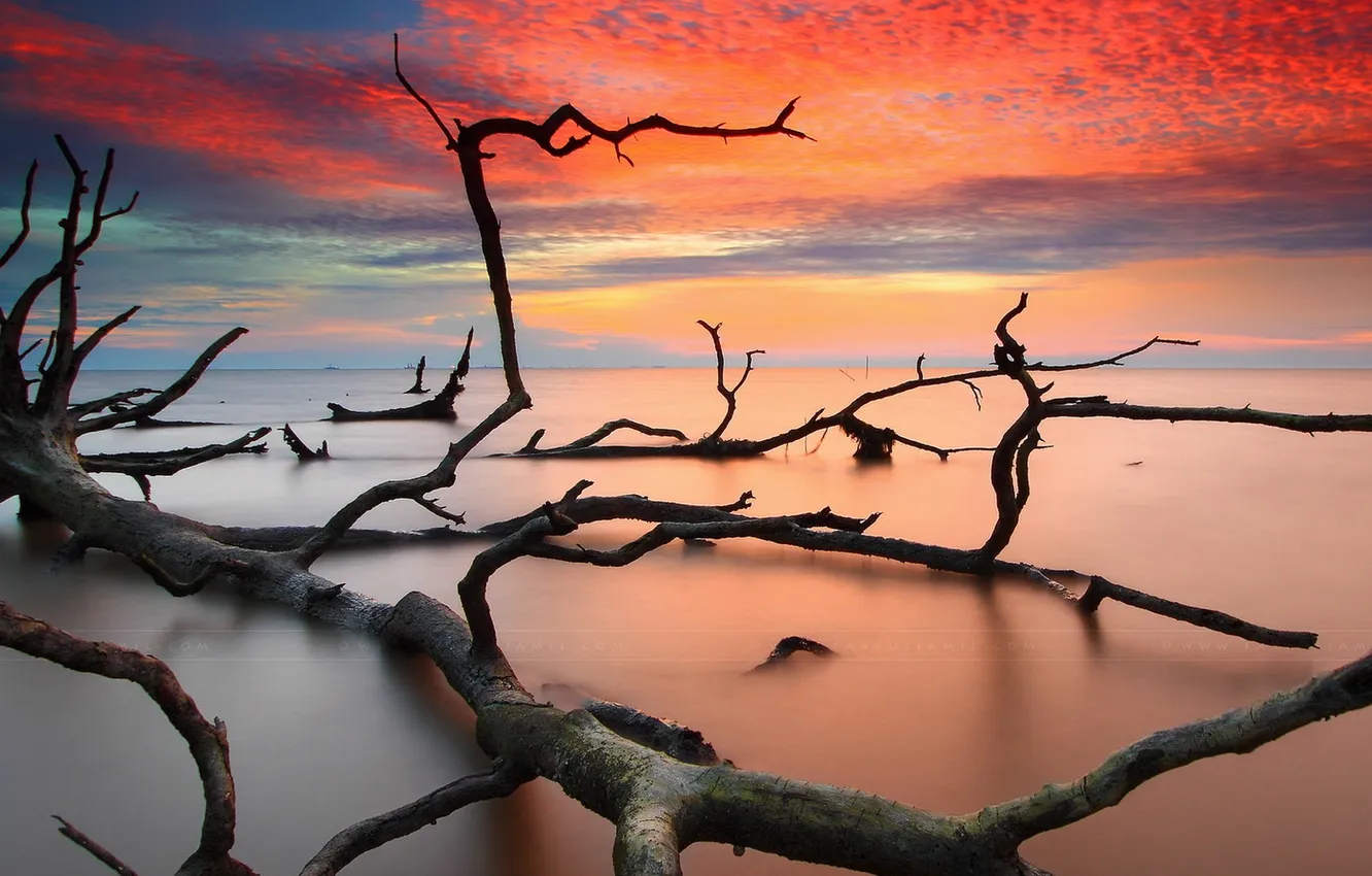 Photo wallpaper sea, trees, landscape, sunset