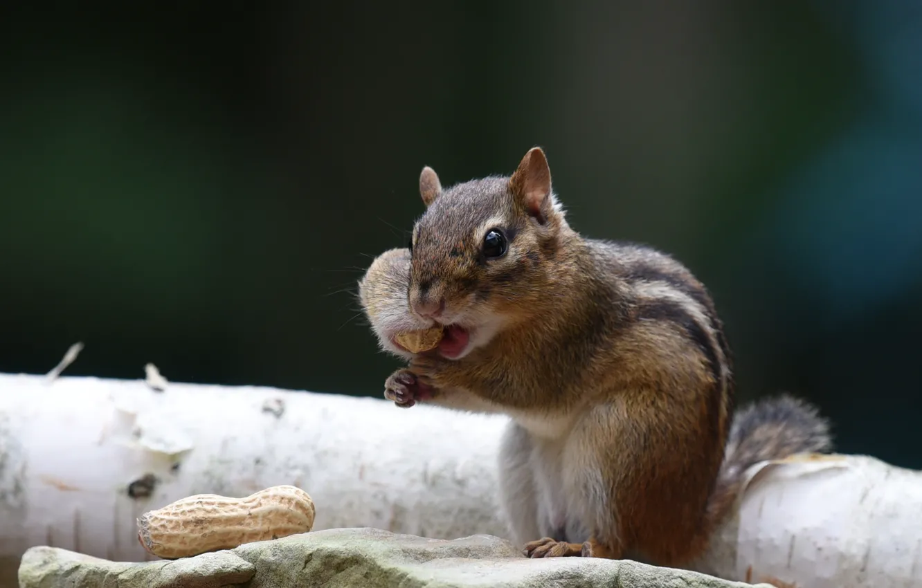 Photo wallpaper stones, Chipmunk, nuts, peanuts, cheeks, meal